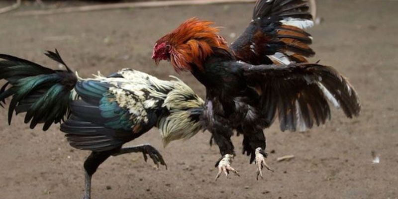 Cách chăm sóc gà đá hiệu quả được nhiều người áp dụng