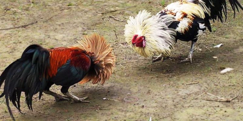 Lý do cần biết cách chọn gà đá chuẩn