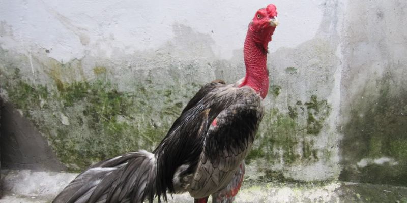Cách chọn gà đá chuẩn thông qua phần thân