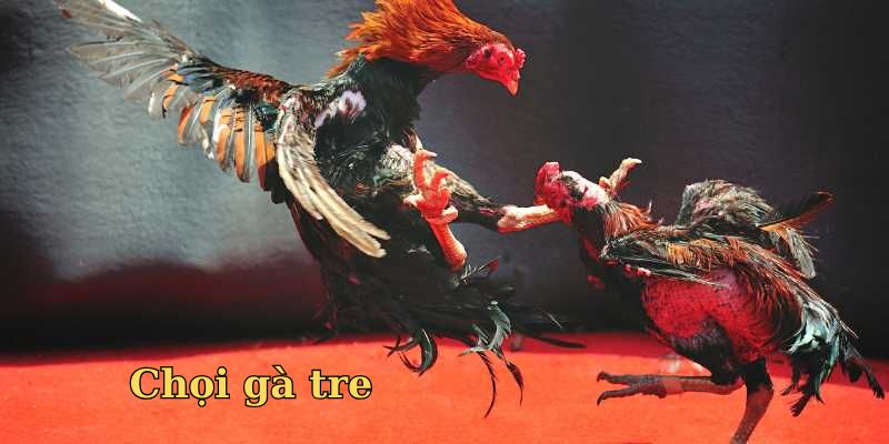 Điểm qua một vài hình thức chọi gà phổ biến trong năm 2025