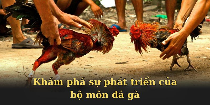 Khám phá sự phát triển của bộ môn đá gà