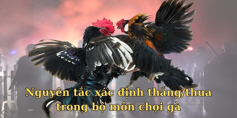 Nguyên tắc xác định thắng/thua trong bộ môn chọi gà