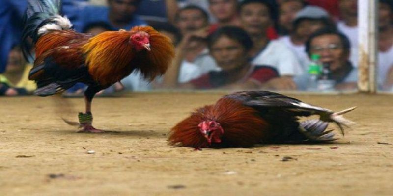 Chú ý đến hồi phục chiến binh sau những trận cầu nảy lửa
