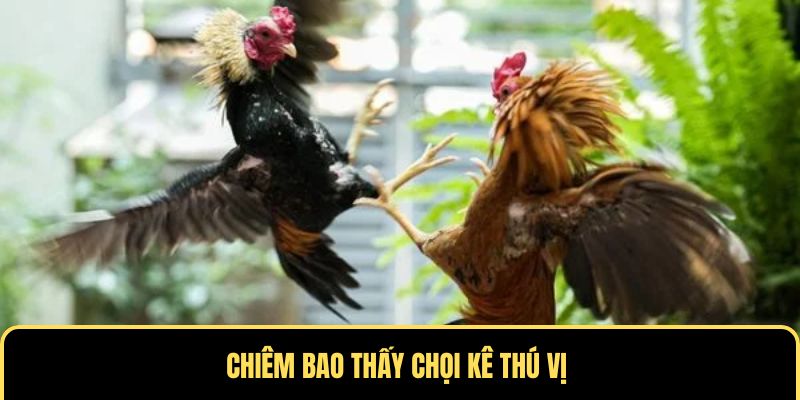 Chiêm bao thấy chọi kê thú vị 