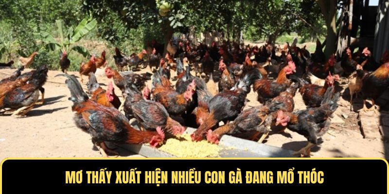 Nằm mơ thấy gà đang mổ thóc