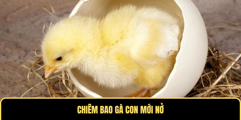 Ngủ mơ thấy gà mới nở
