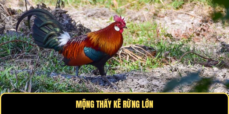 Điềm báo khi nằm mơ thấy gà rừng