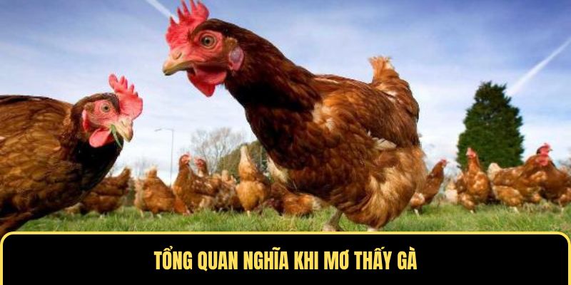 Tổng quan nghĩa khi chiêm bao thấy gà