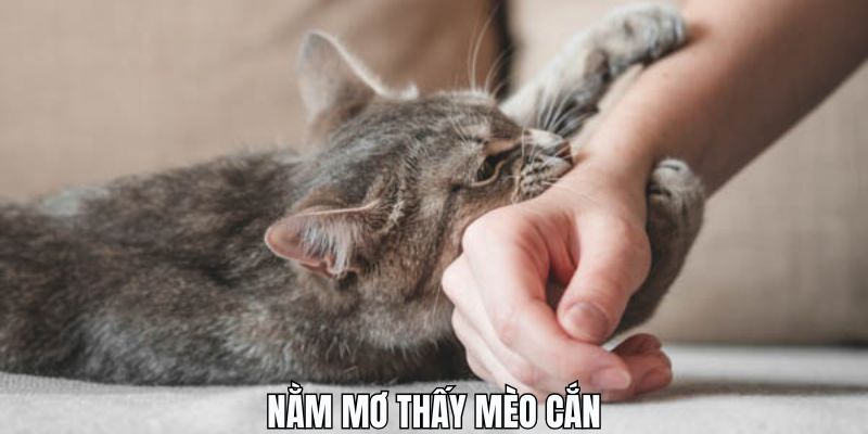 Nằm mơ thấy mèo cắn mang đến những điều tốt lành hay xui rủi