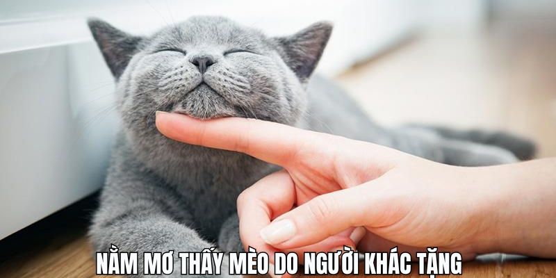Nằm mơ thấy được tặng mèo hãy cẩn thận điều sắp xảy ra trong tương lai