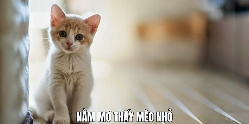 Chiêm bao thấy mèo nhỏ thường xuyên hiện ra khi con người ngủ say