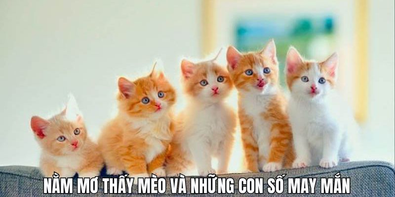 Những giấc mơ thấy mèo cùng con số giúp bạn mang về trúng lớn
