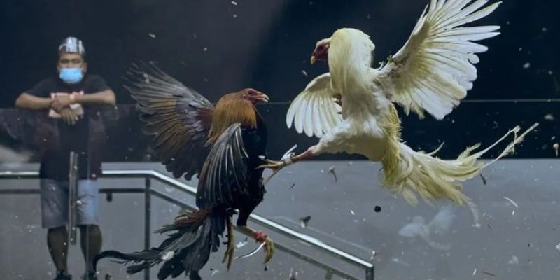 Những mẹo siêu hiệu quả dành cho hội viên đam mê
