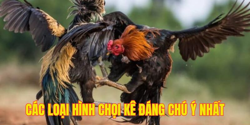 Những loại hình chọi kê đỉnh cao tại web cá cược đá gà