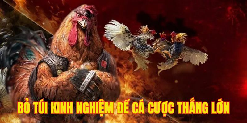 Bỏ túi loạt kinh nghiệm hữu ích từ cao thủ giúp cá cược chọi kê thắng đậm