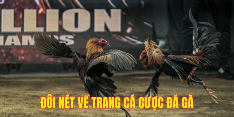 Tổng quan vài nét chính về trang web cá cược đá gà 