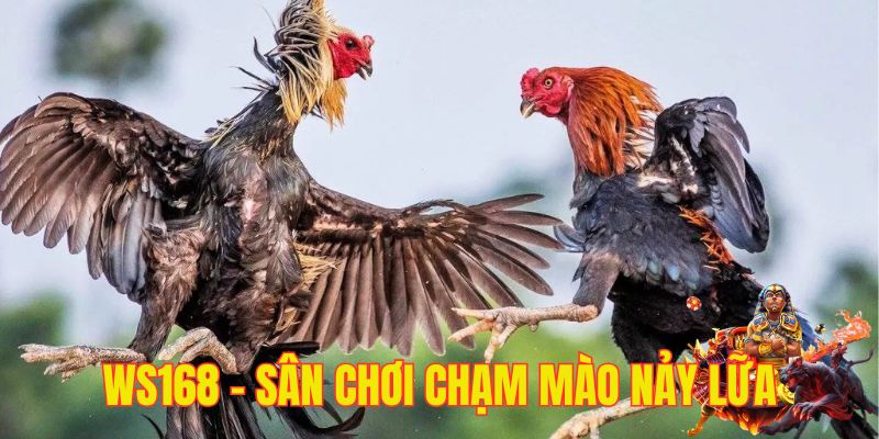WS168 mang đến những trận chạm mào nảy lửa kịch tính