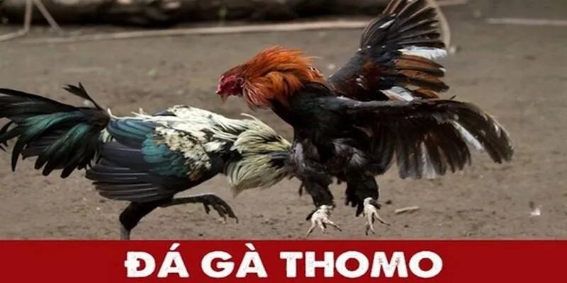 Tổng quan những điều cần biết về sảnh trực tiếp đá gà Thomo