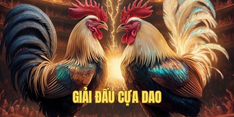Cựa dao - Giải đấu khắc nghiệt nhất