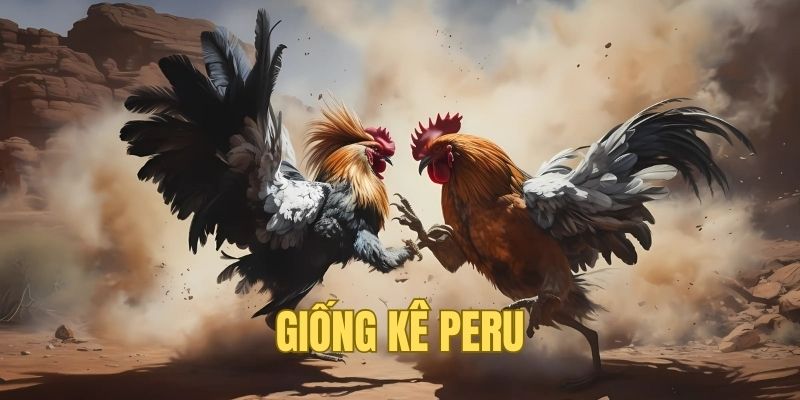 Peru siêu chiến kê đáng xem bậc nhất 2025