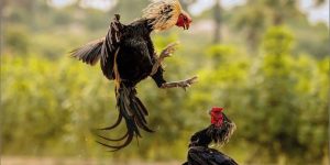 cách chọn gà đá chuẩn
