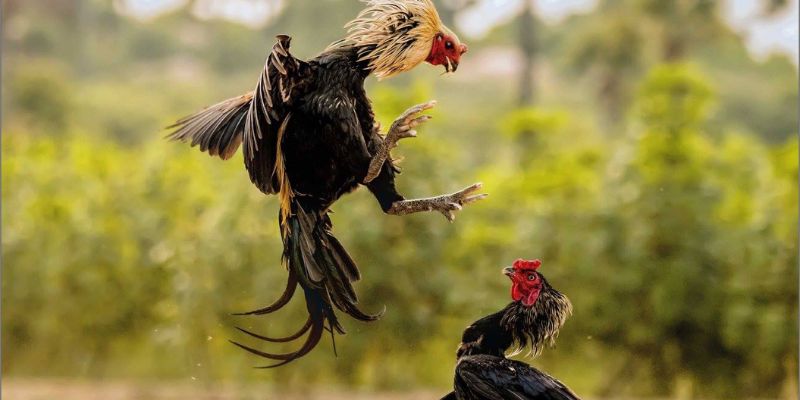 cách chọn gà đá chuẩn