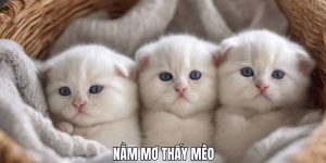 nằm mơ thấy mèo