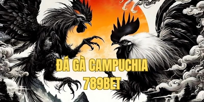 trường gà campuchia